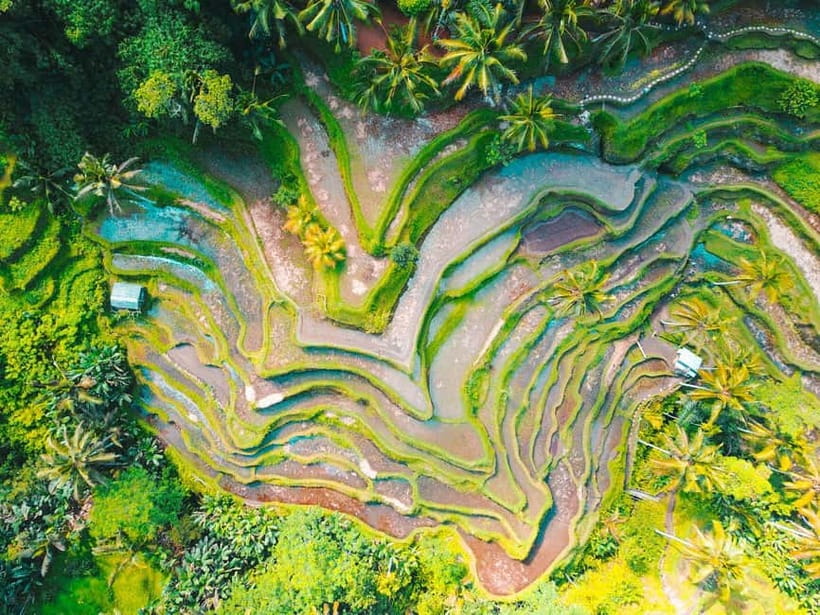 Ubud: Monkey Forest, Tegenungan Waterfall, and Rice Terraces - Comfort, pace, and what to pack