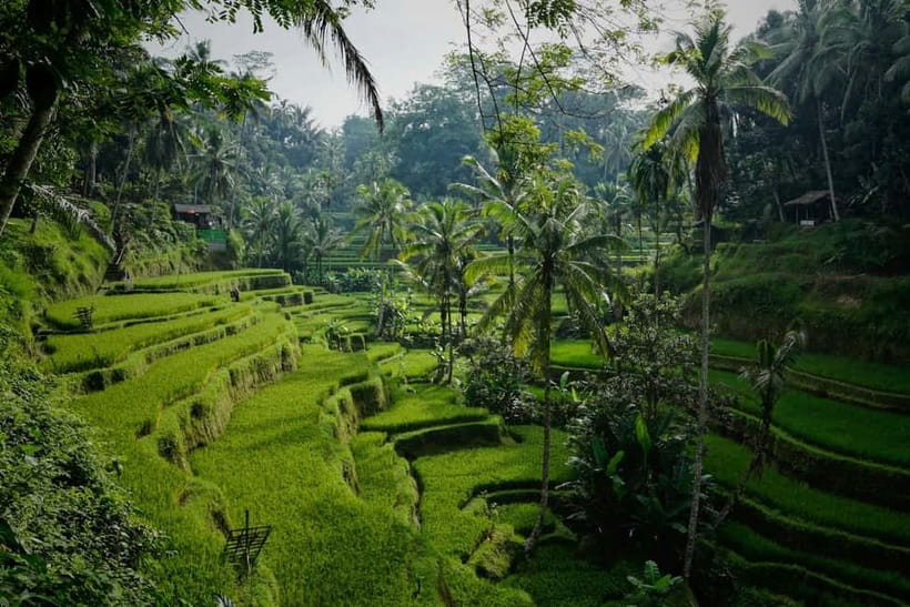 Ubud: Monkey Forest, Tegenungan Waterfall, and Rice Terraces - Monkey Forest: rainforest, monkeys, and a little nerve