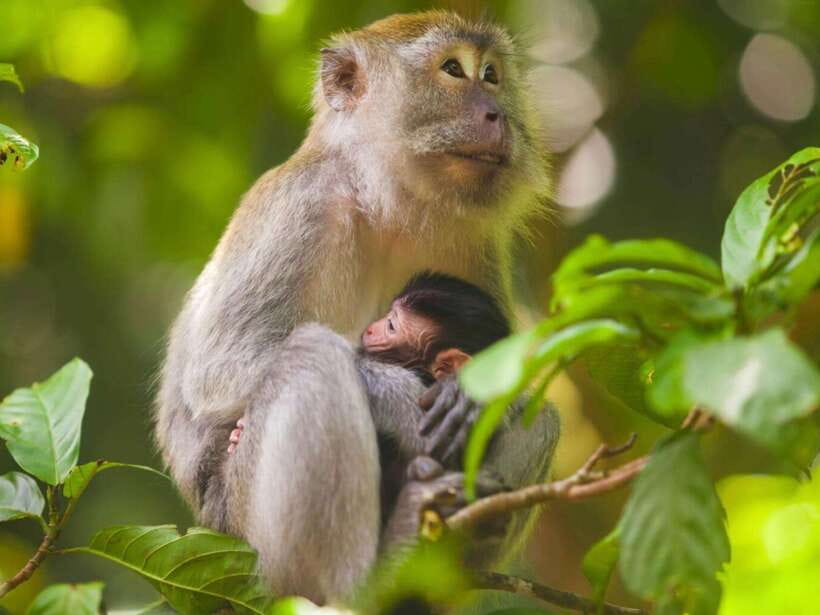 Ubud: Monkey Forest, Temple, Rice Terraces, Hidden Waterfall - Key points at a glance