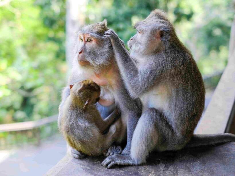 Ubud: Monkey Forest, Temple, Rice Terraces, Hidden Waterfall - What this Ubud day is really trying to show you