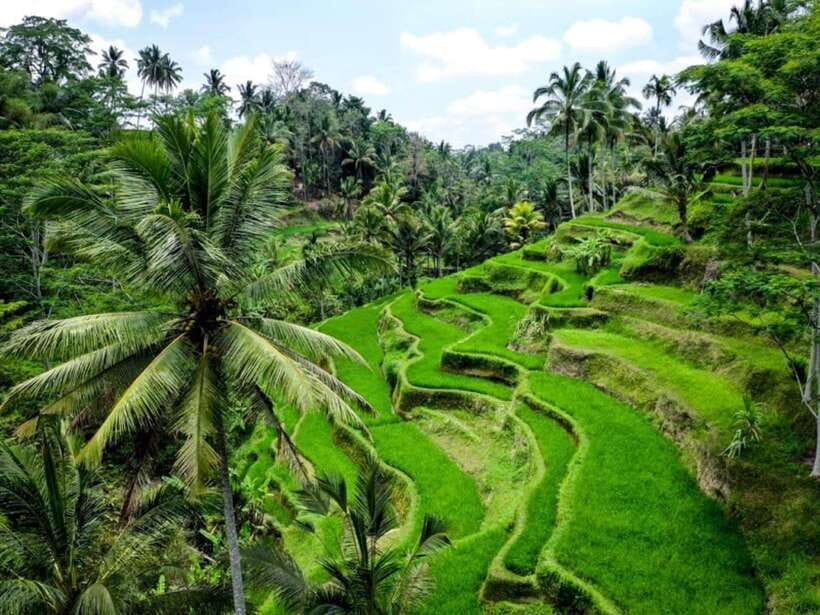 Ubud: Monkey Forest, Temple, Rice Terraces, Hidden Waterfall - Understanding Tirta Empul and its holy water