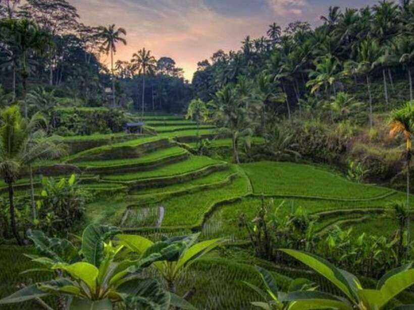 Ubud: Monkey Forest, Temple, Rice Terraces, Hidden Waterfall - Guides, driving, and the private format