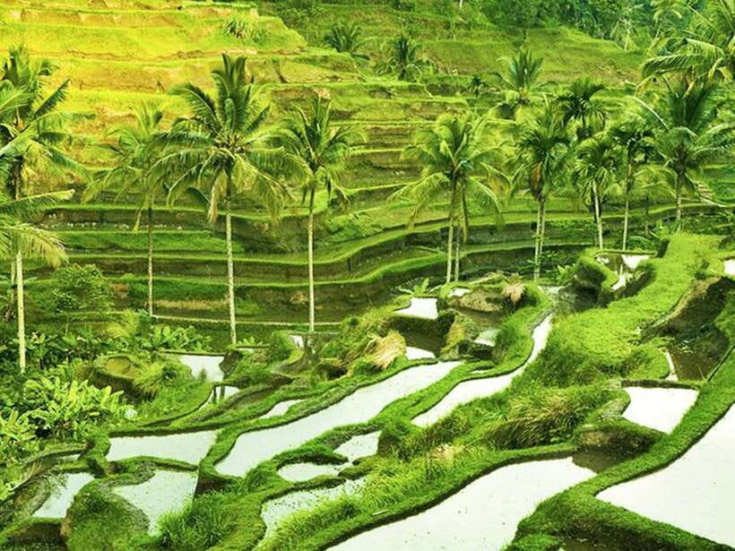 Ubud: Monkey Forest, Temple, Rice Terraces, Hidden Waterfall - What the $29 price gives you