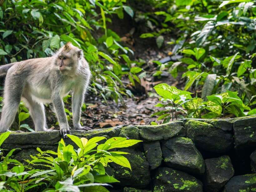Ubud: Monkey Forest, Temple, Rice Terraces, Hidden Waterfall - Starting with the Sacred Monkey Forest