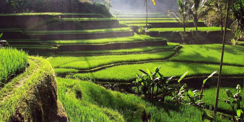 Ubud Monkey Forest, Waterfall, Temple and Rice Terrace Tour - A practical way to see Ubud in one day