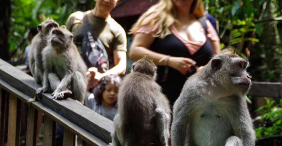 Ubud Monkey Forest, Waterfall, Temple and Rice Terrace Tour - Coffee plantation tasting, with one detail to confirm