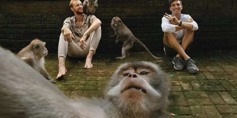 Ubud Monkey Forest, Waterfall, Temple and Rice Terrace Tour - Meeting the macaques at Sacred Monkey Forest