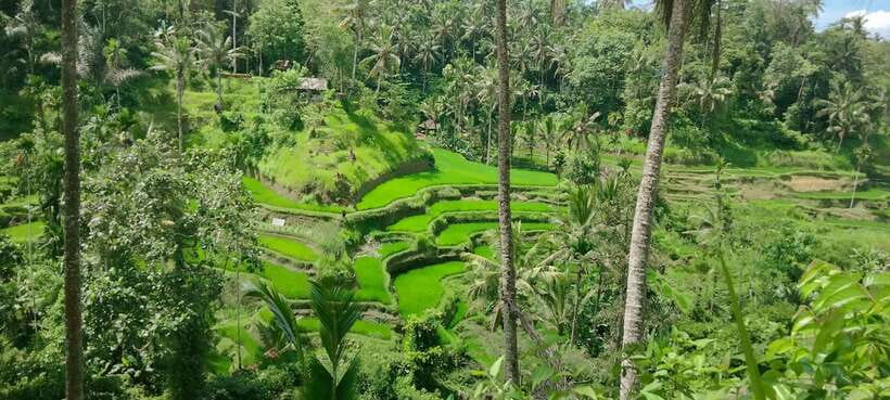 Ubud One Day Private Tour with Driver-Guide - Tegallalang Rice Terraces: Bali’s famous green steps