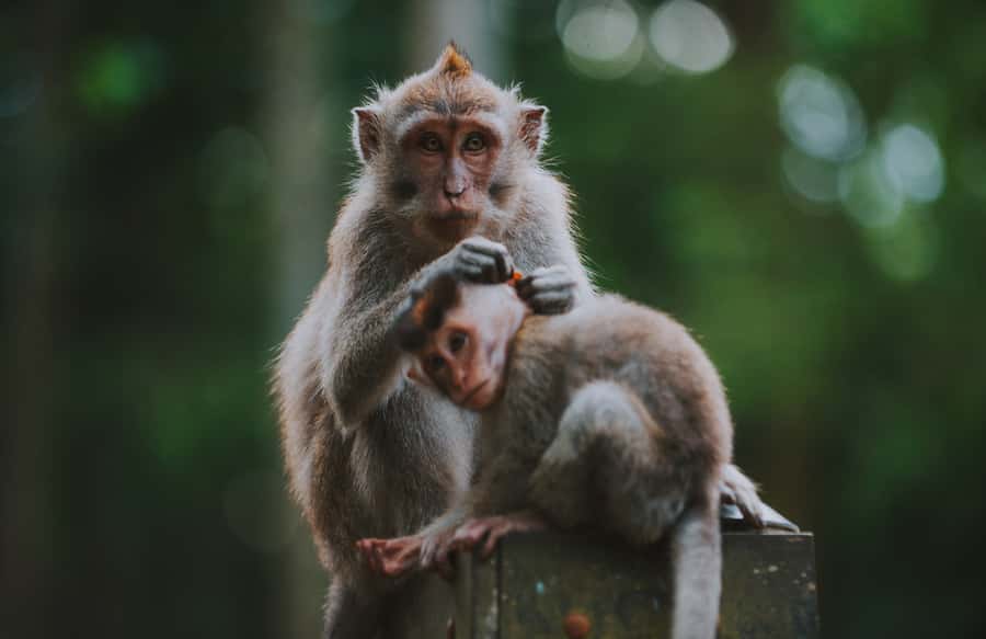 Ubud: Private All-Inclusive Tour with Lunch - Lunch at a local restaurant