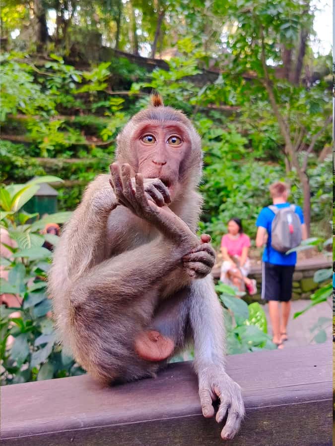 Ubud: Private Charter Car 10hours. - The 10-hour schedule, and what seven hours in Ubud means