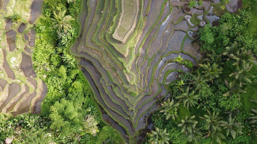 Ubud Private Customized Full-day Tours with Photographer - The Sacred Monkey Forest