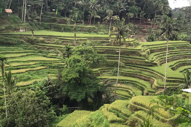 Ubud Private Tour : Best Of Ubud - Guided Tour - Lunch at D Alas Warung Restaurant