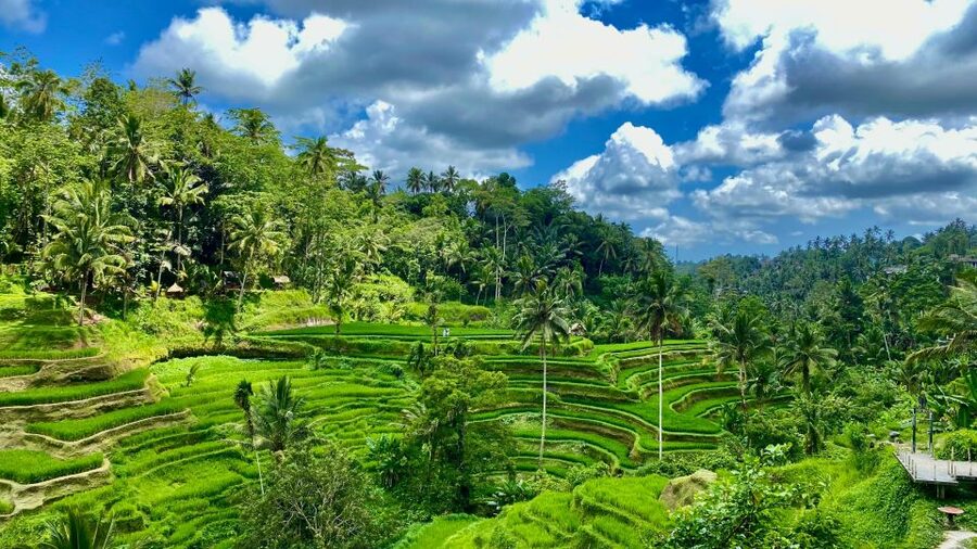 Ubud rice terrace, waterfall, and temple guided trip Bali - Key Points at a Glance