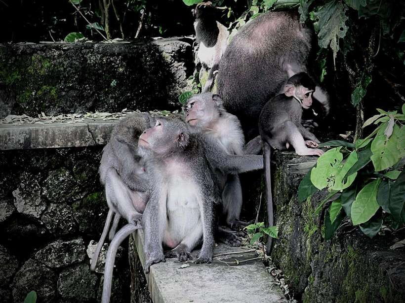 Ubud: Sacred Monkey Forest, Barong Cave ATV & Waterfall Tour - Showers and Lunch After the Mud