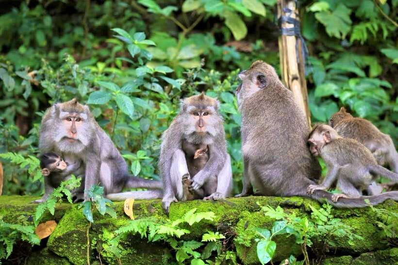 Ubud: Sacred Monkey Forest & Barong Cave ATV with Meal - Passing temples and traditional villages