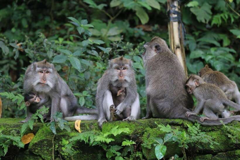 Ubud: Sacred Monkey Forest & Barong Cave ATV with Meal - Starting at Sacred Monkey Forest Sanctuary