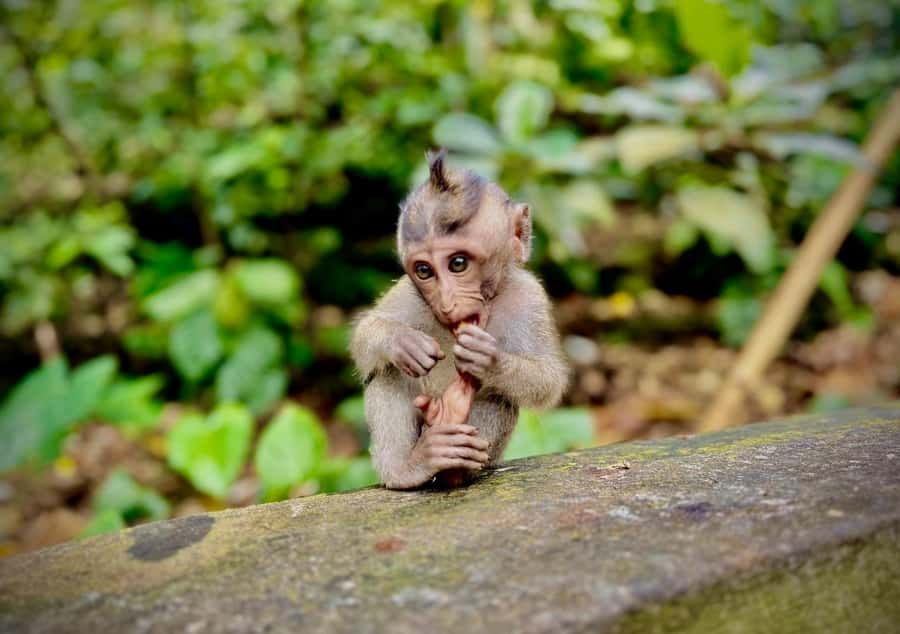 Ubud: Sacred Monkey Forest Sanctuary Ticket and Guided Tour - Key points to know before you book