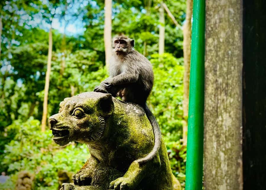 Ubud: Sacred Monkey Forest Sanctuary Ticket and Guided Tour - Entering the forest through Ubud’s temple grounds