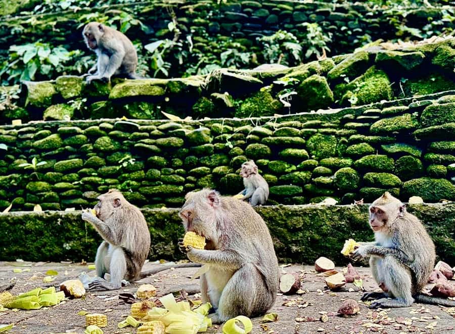 Ubud: Sacred Monkey Forest Sanctuary Ticket and Guided Tour - Meeting the macaques without making a bad mistake