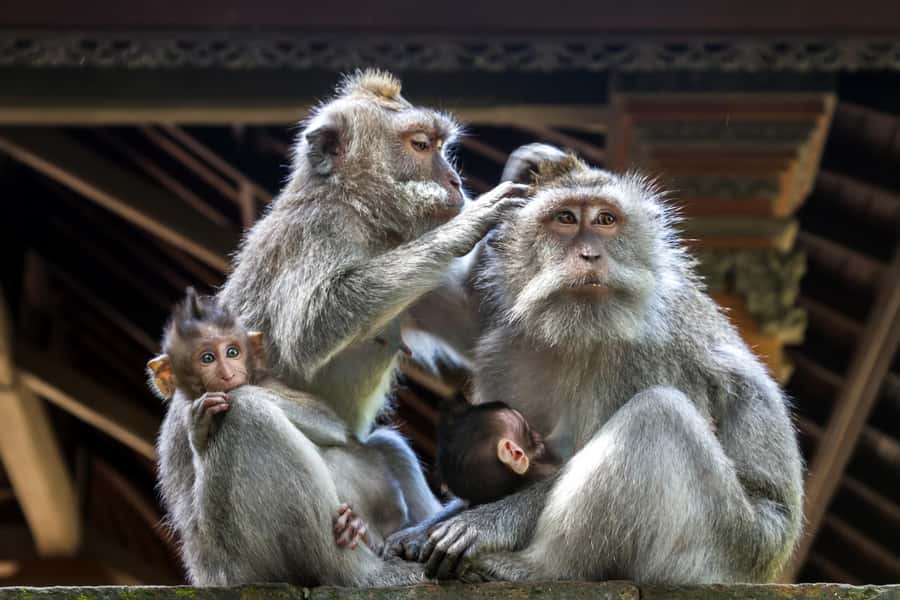Ubud: Sacred Monkey Forest Sanctuary Ticket and Guided Tour - The optional extras and who should choose them