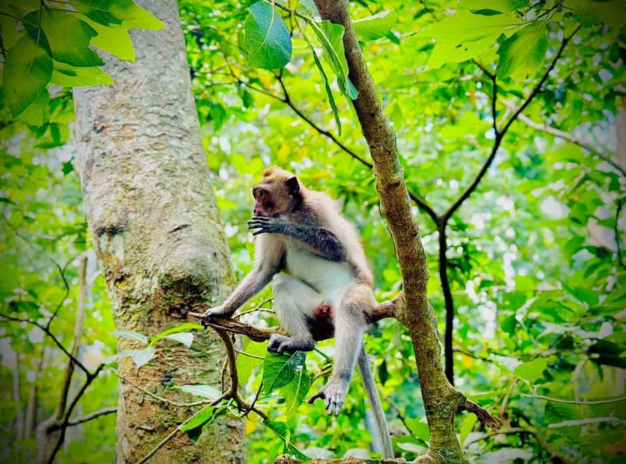 Ubud: Sacred Monkey Forest Sanctuary Ticket and Guided Tour - Should you book the Sacred Monkey Forest tour?