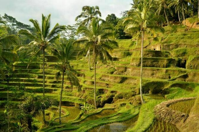 UBUD Spring Temple, Waterfall, Rice Terraces Private Tour - Sacred Monkey Forest: a lively first stop