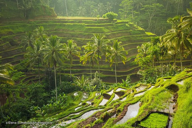 Ubud Surounding Tour - Walking the Tegalalang Rice Terrace