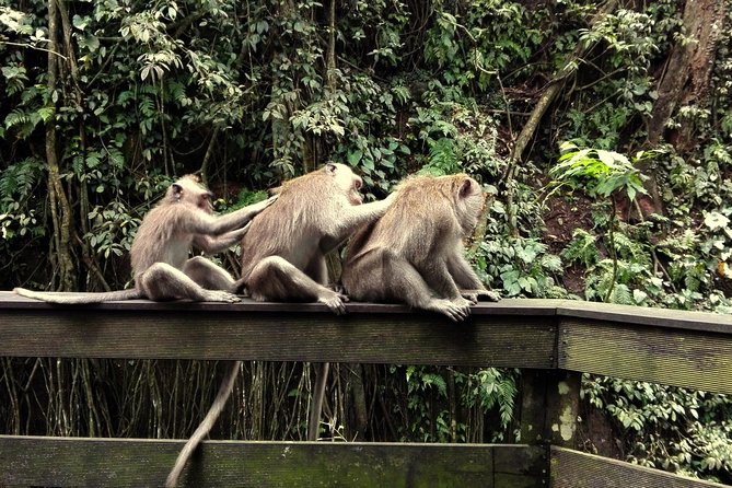 Ubud Surounding Tour - Who will get the most from this outing