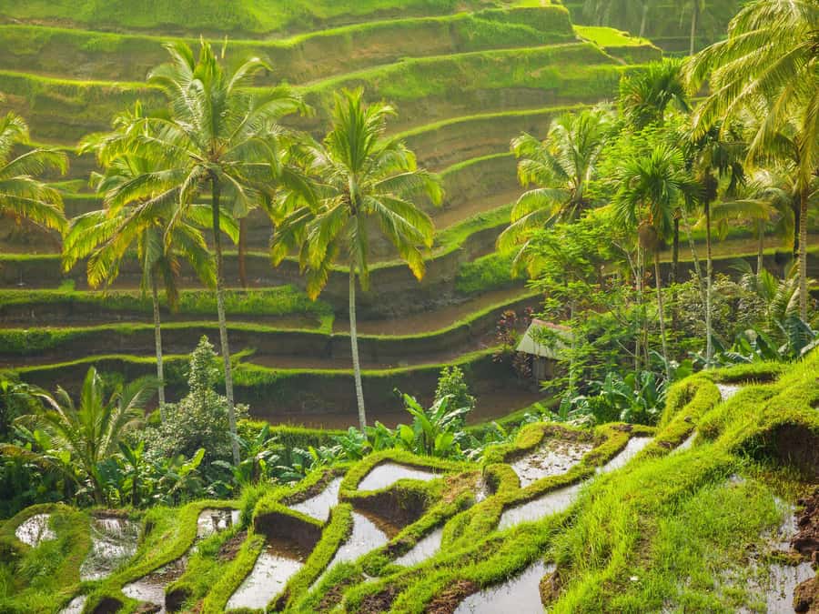 Ubud: Tirta Empul Water Purification Ritual, Private Tour - Manuaba Waterfall for a slower final stop