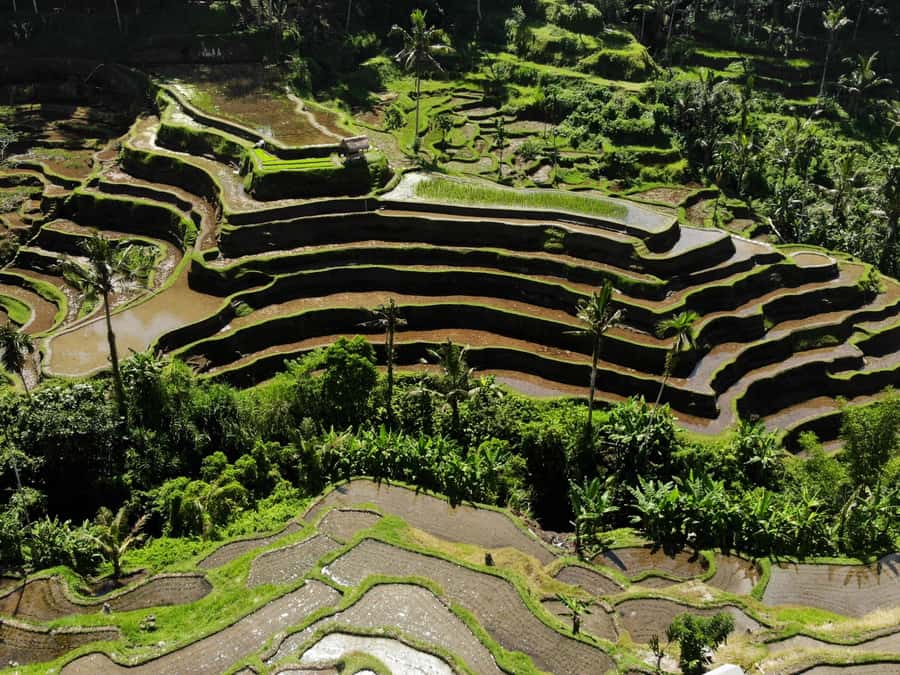 Ubud: Tirta Empul Water Purification Ritual, Private Tour - Uma Ceking and the shape of Bali’s rice country
