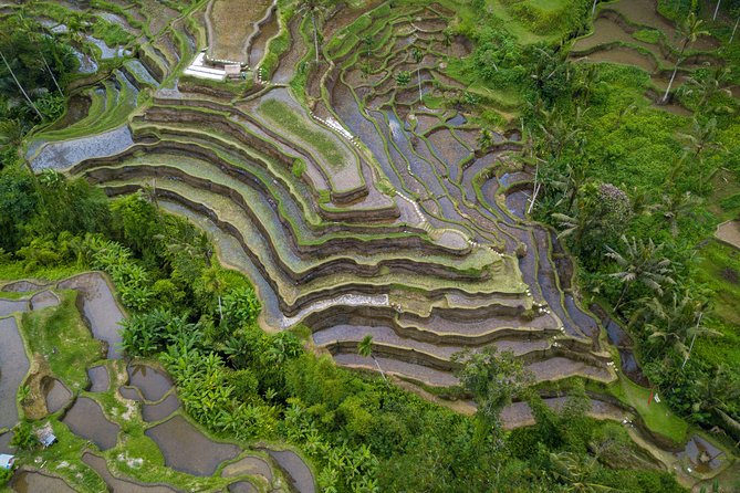 Ubud Top Attractions: Waterfalls, Temples and Rice Terraces - Tegalalang Rice Terrace and the farmer’s paths