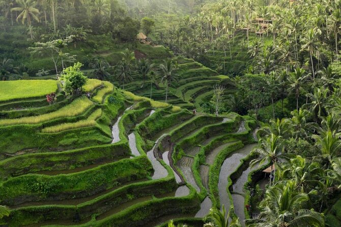 Ubud Tour-All Inclusive with Jungle Swing And Lunch - Celuk Village and Bali’s working crafts