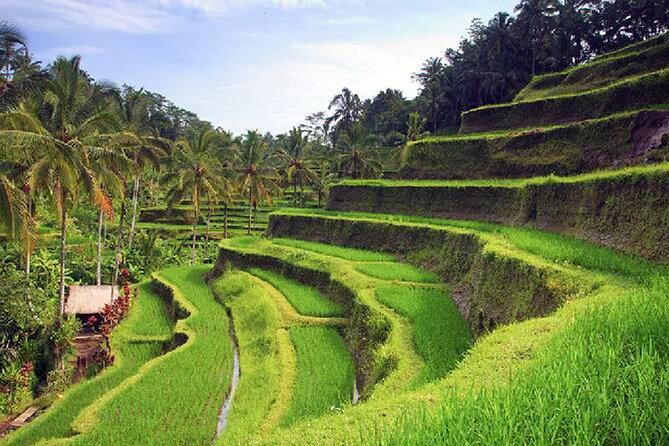 Ubud Tour - Best of Ubud - All Inclusive - Reading Bali’s rice terraces at Tegalalang