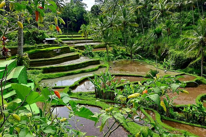 Ubud Tour - Best Of Ubud With Jungle swing - All Inclusive - Tirta Empul and the meaning of sacred water
