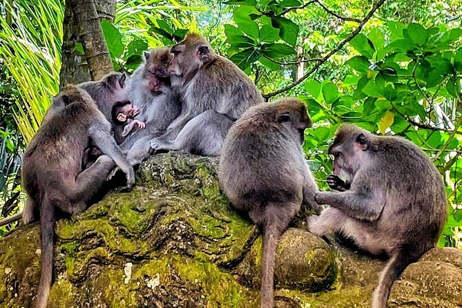 Ubud Tour - Highlight of Ubud - Traditional Tour - What the $85 price really covers