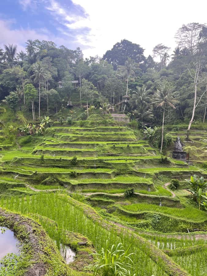 Ubud Tour Monkey Forest Rice Terraces Bali Swing Tirta Empul - What this Ubud day is really offering