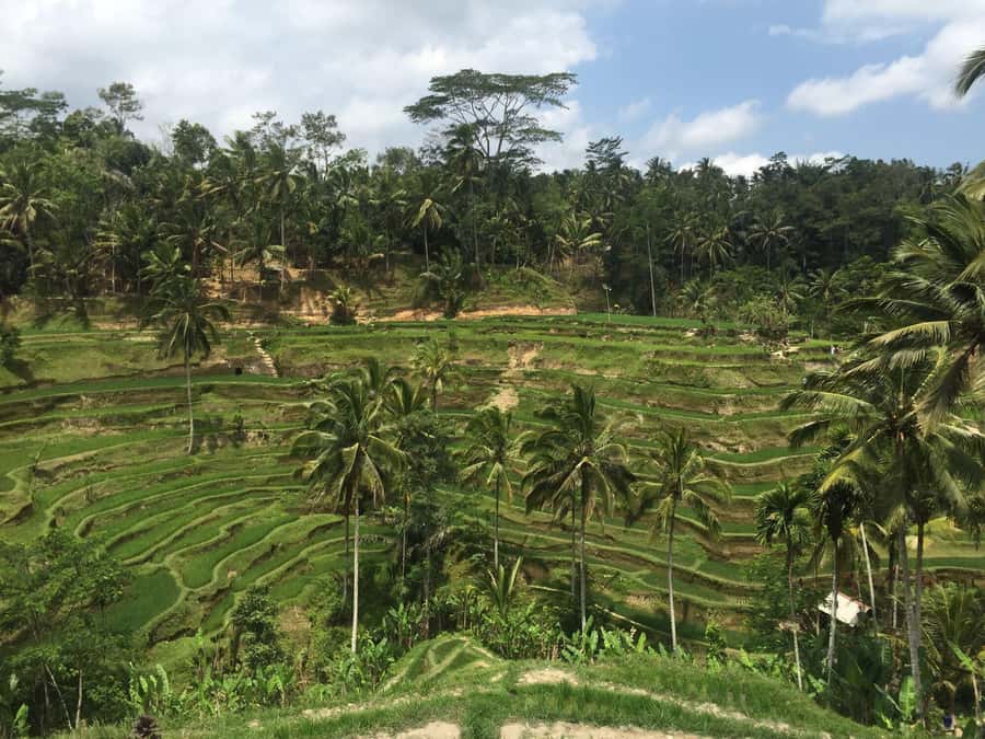 Ubud Tour Monkey Forest Rice Terraces Bali Swing Tirta Empul - Tegallalang Rice Terraces and the Subak system