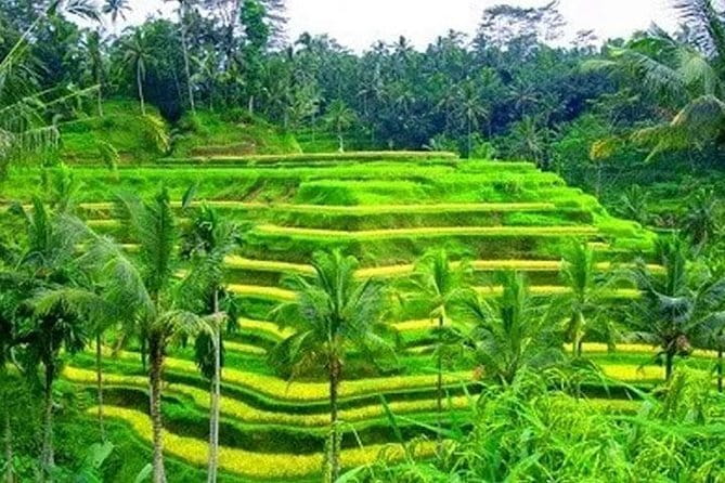 Ubud Tour Water Temple with Jungle Swing - Timing, transport, and what to budget