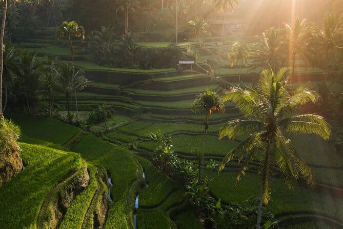 Ubud Tour Water Temple with Jungle Swing - Tirta Empul and the meaning of sacred water