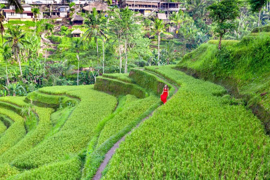 Ubud Tour with Optional English, Spanish and Italian Guide - The Sacred Monkey Forest, 90 minutes among Bali’s macaques