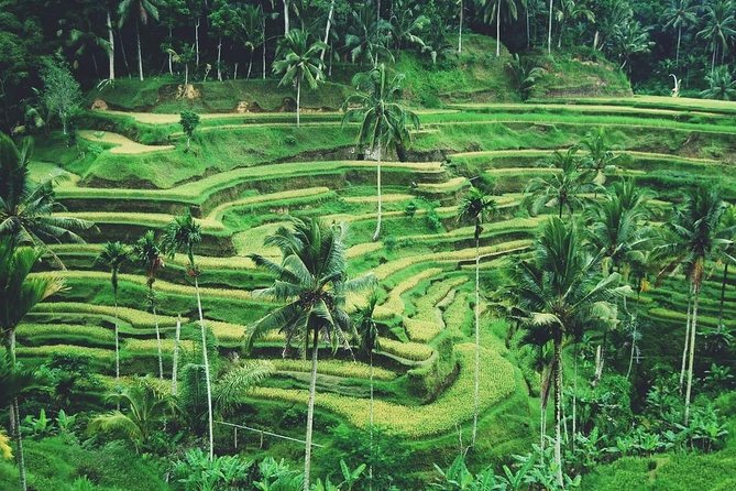 Ubud Trip, The Best of Ubud in a day - All Inclusive - Tegenungan Waterfall: a final natural stop