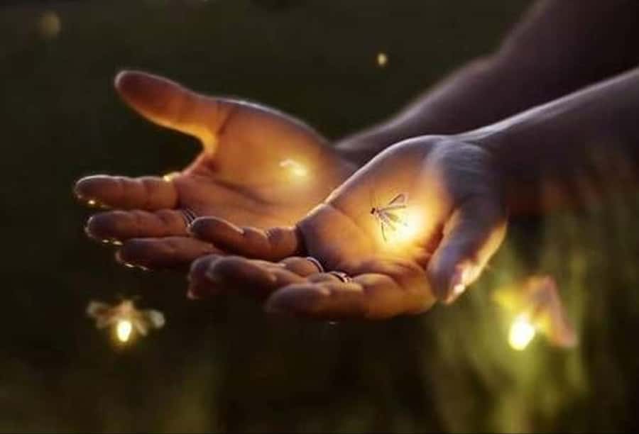 Ubud: Village Firefly Night Tour with Dinner - Key points to know before booking