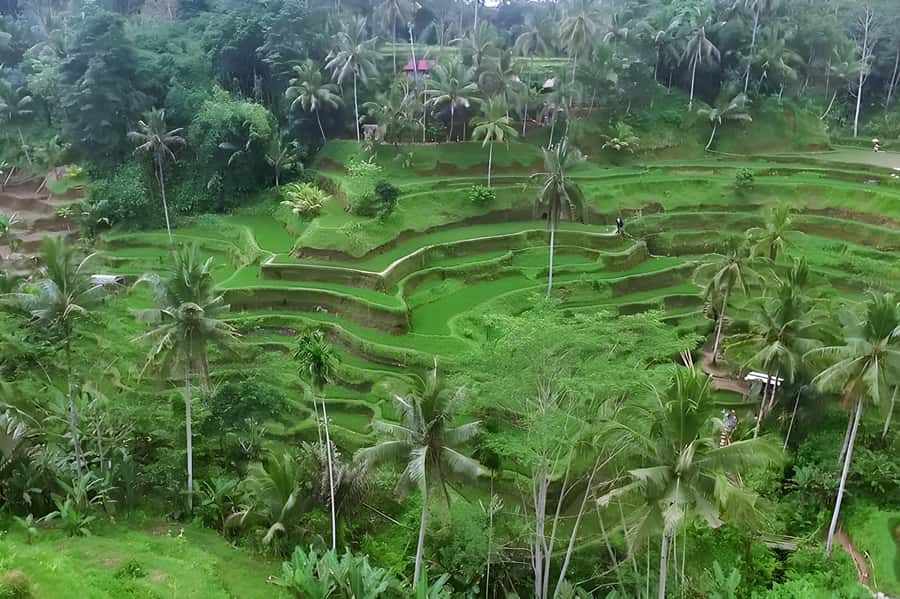Ubud Village, Waterfall and Kintamani Volcano Private Tour - A big Bali sampler from your hotel lobby