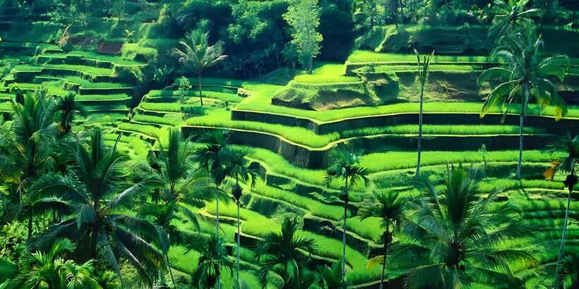 Ubud VW Safari Bali Tour - Monkey Forest brings Ubud’s famous residents