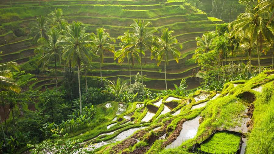 UBUD : Water Temples, Waterfalls, and Rice Terraces Tour - Taman Sari Waterfall and its natural pool