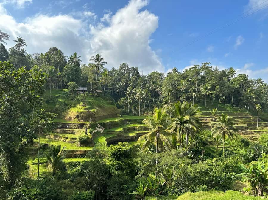 Ubud: Waterfall, Rice Terrace & Temple Private Day Tour - Timing, transport, and what to bring