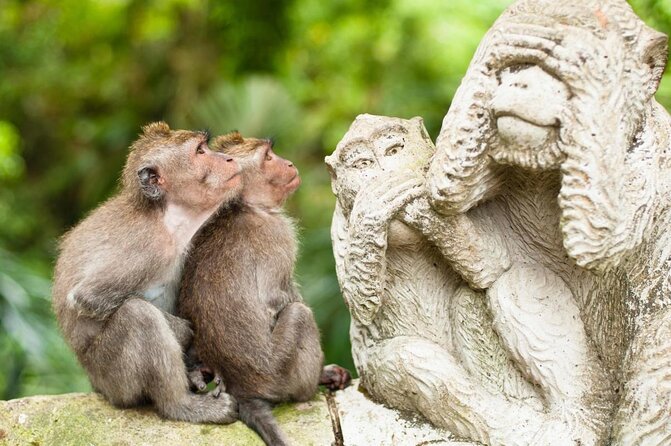 Ubud: Waterfall, Rice Terraces, and Monkey Forest Private Tour - Key points to know before booking