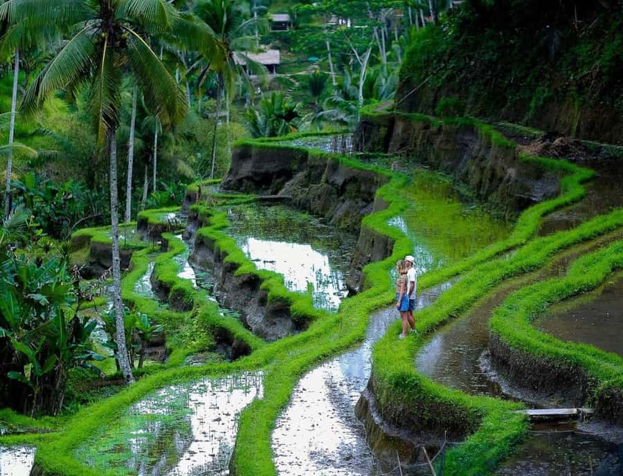Ubud: Waterfall, Ricefield, Purification Ritual Private Tour - Who will get the most from this tour