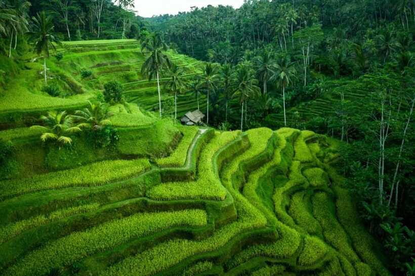 Ubud: Waterfall, Ricefield, Purification Ritual Private Tour - Should you book it?