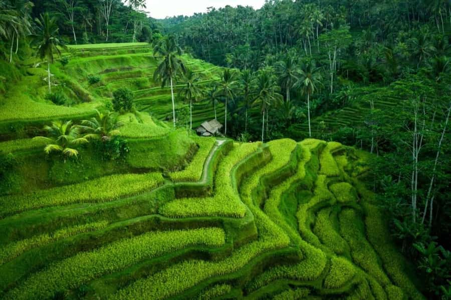 Ubud: Waterfall, Ricefield, Purification Ritual Private Tour - Tegenungan Waterfall: a scenic start with a stairway